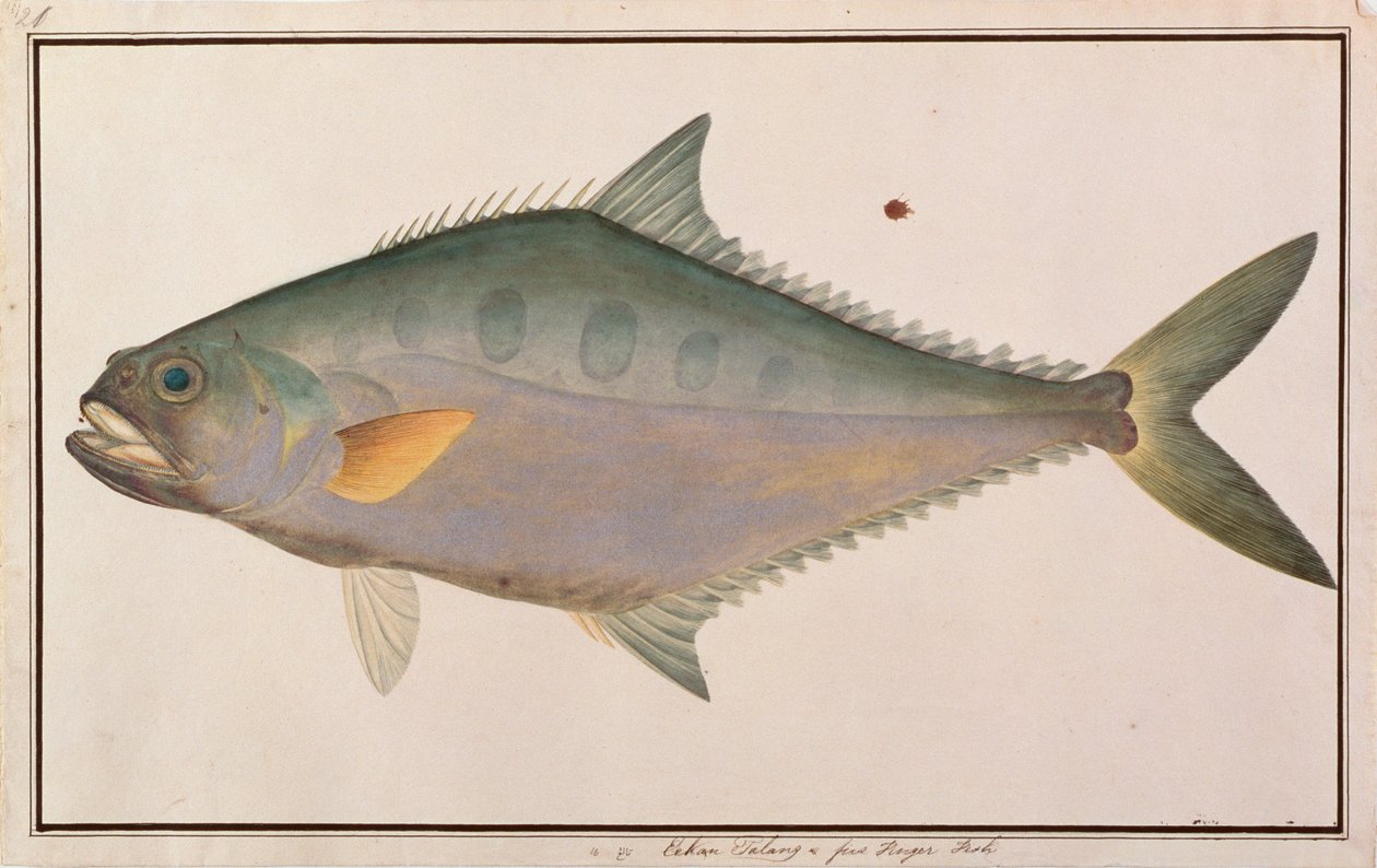 Talang Queenfish, aus Zeichnungen von Fischen aus Malakka, ca. 1805-18 von Chinese School
