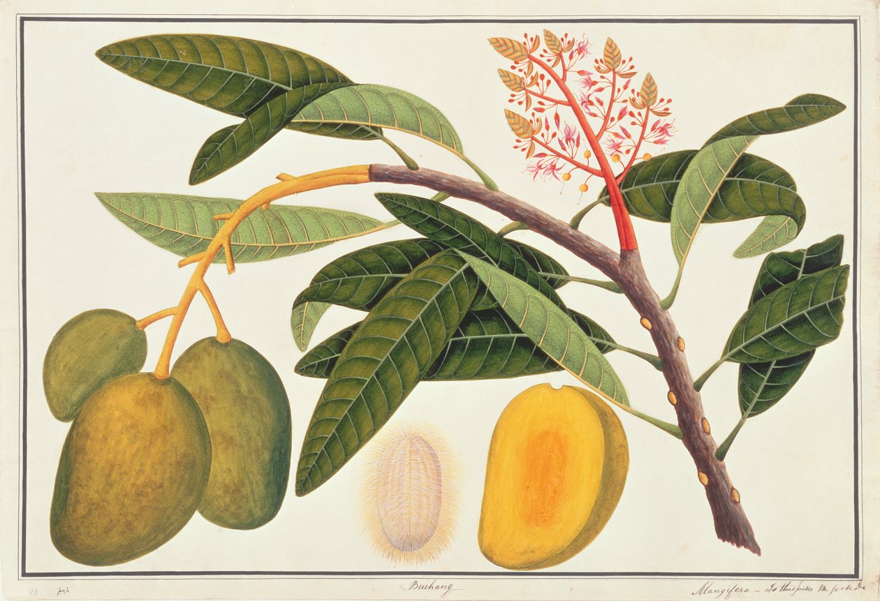 Buihang Mangifera, aus Zeichnungen von Pflanzen aus Malakka, ca. 1805-18 von Chinese School