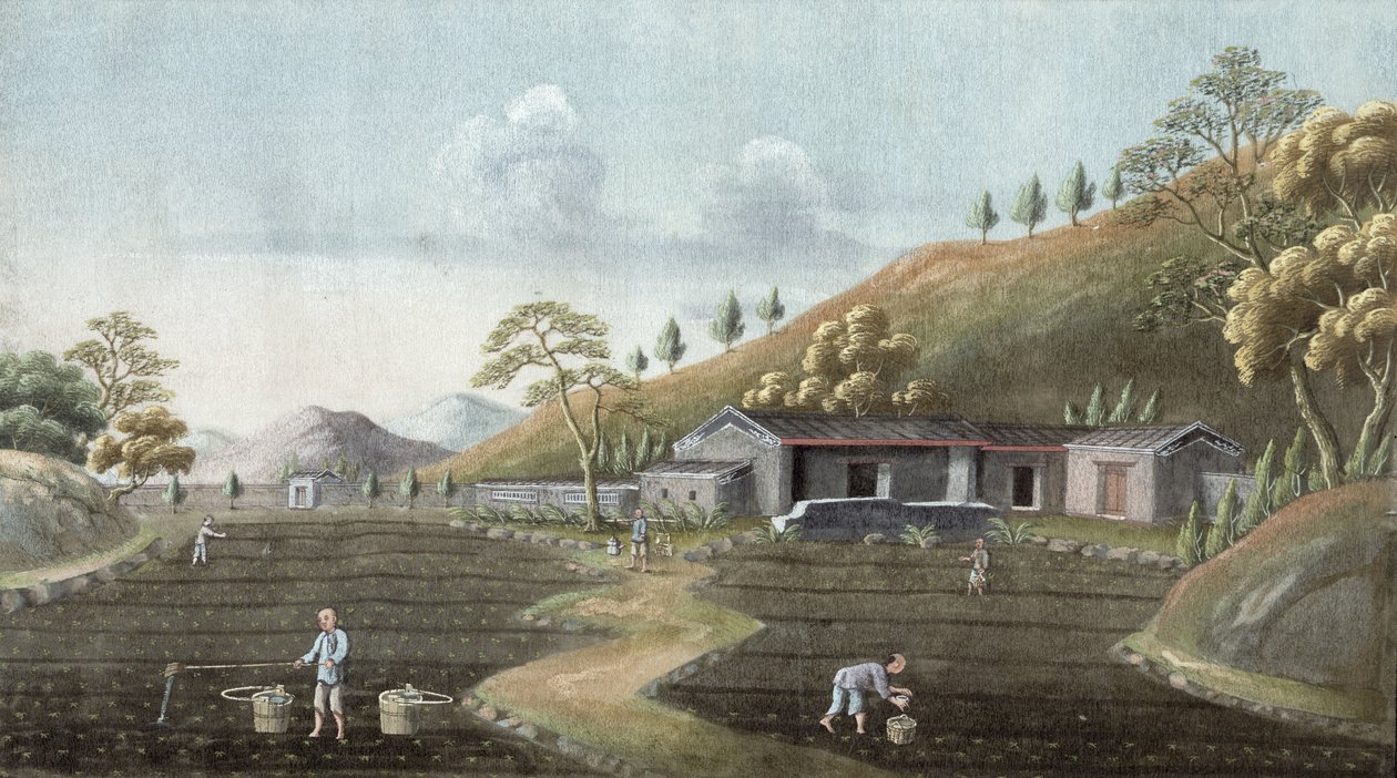 Teepflanzung von Chinese School