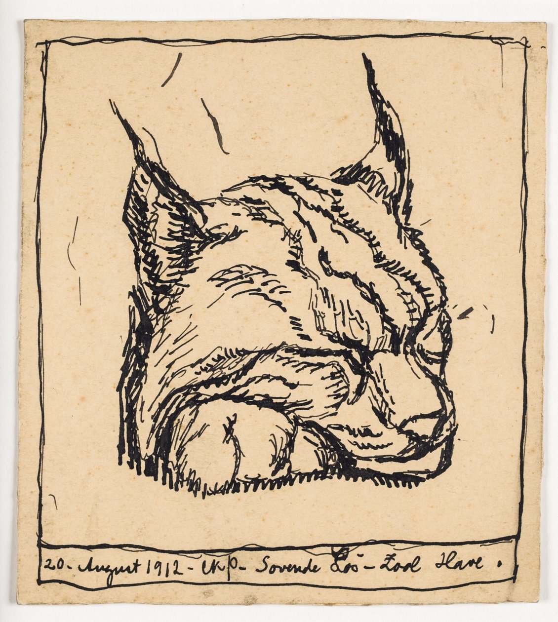 "Schlafender Luchs" von Christian Kongstad Petersen