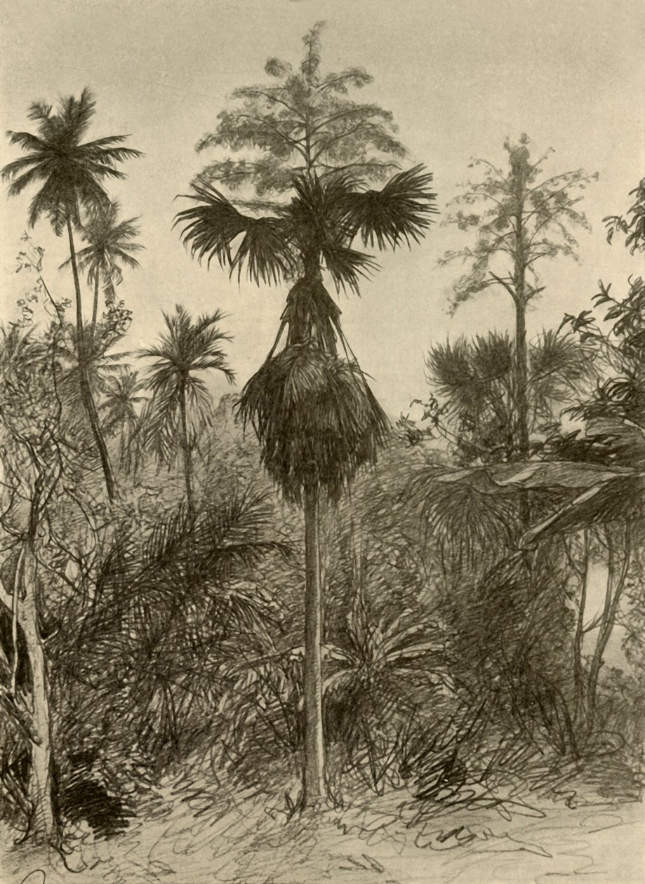 Talipot-Palme nach der Blüte, Ceylon, 1898 von Christian Wilhelm Allers