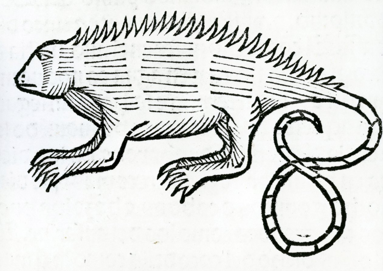 Leguan aus 