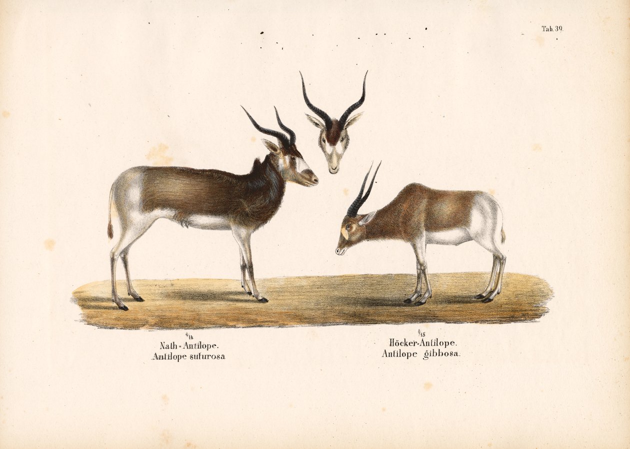 Addax- und Buntbockantilopen von Conrad Kull
