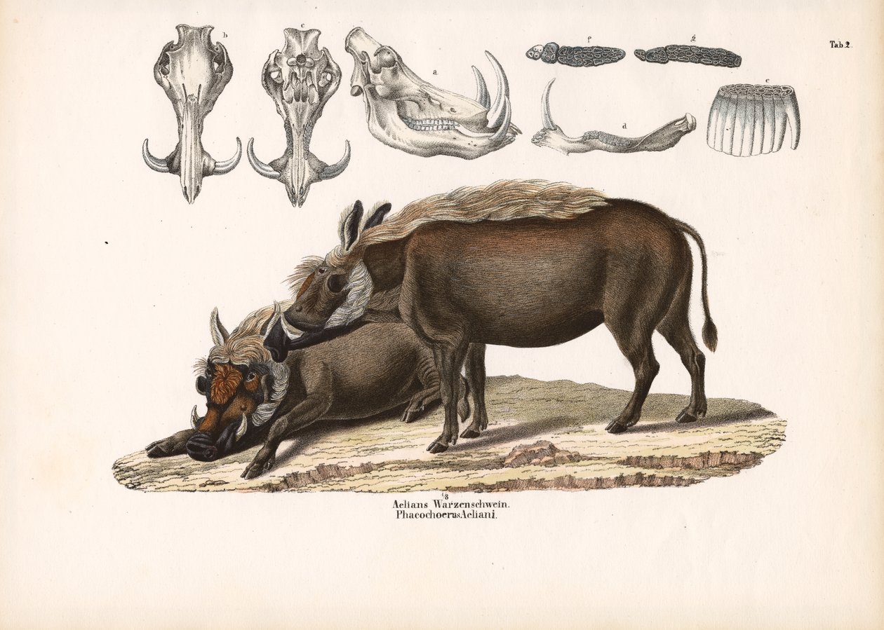 Aelians Warzenschwein mit Schädelanatomie von Conrad Kull