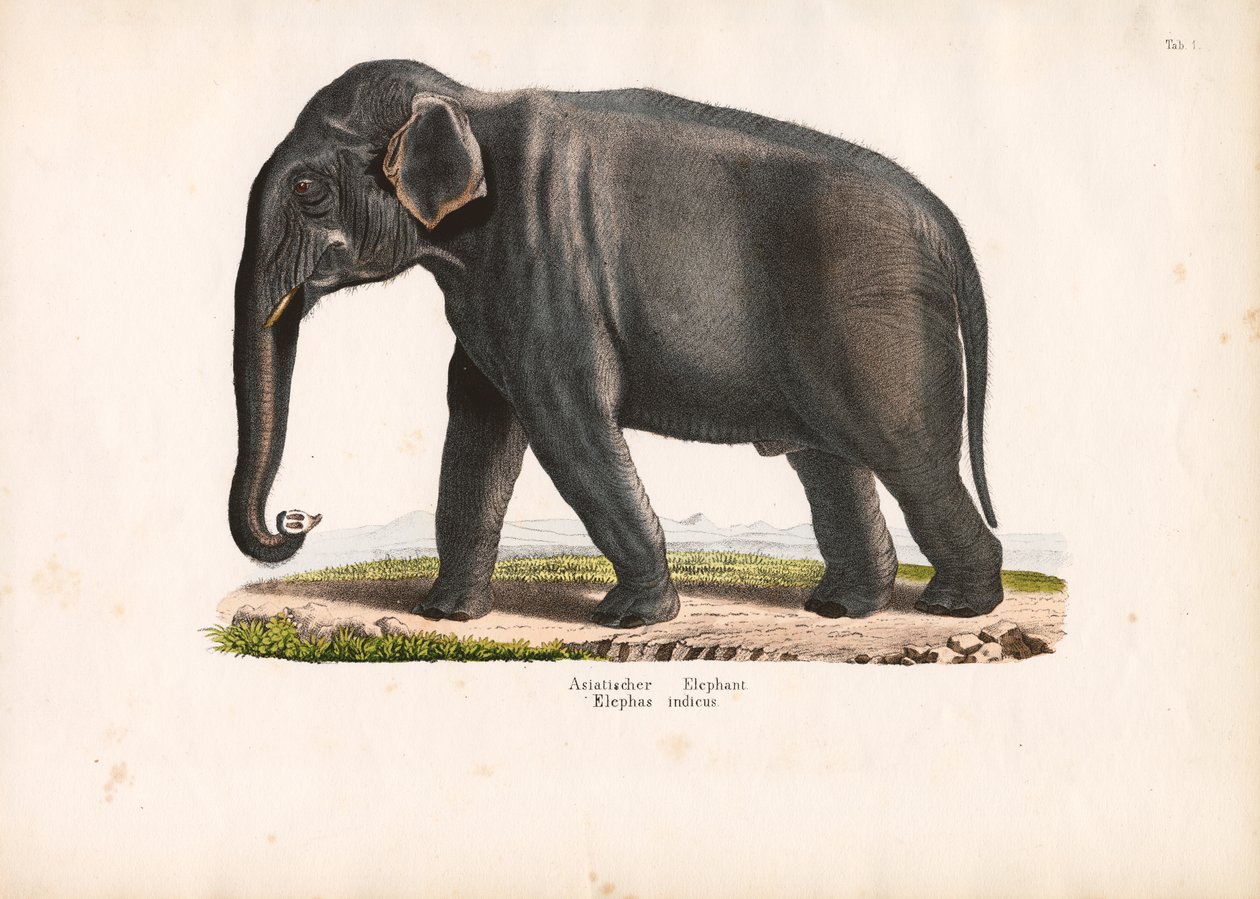 Asiatischer Elefant von Conrad Kull