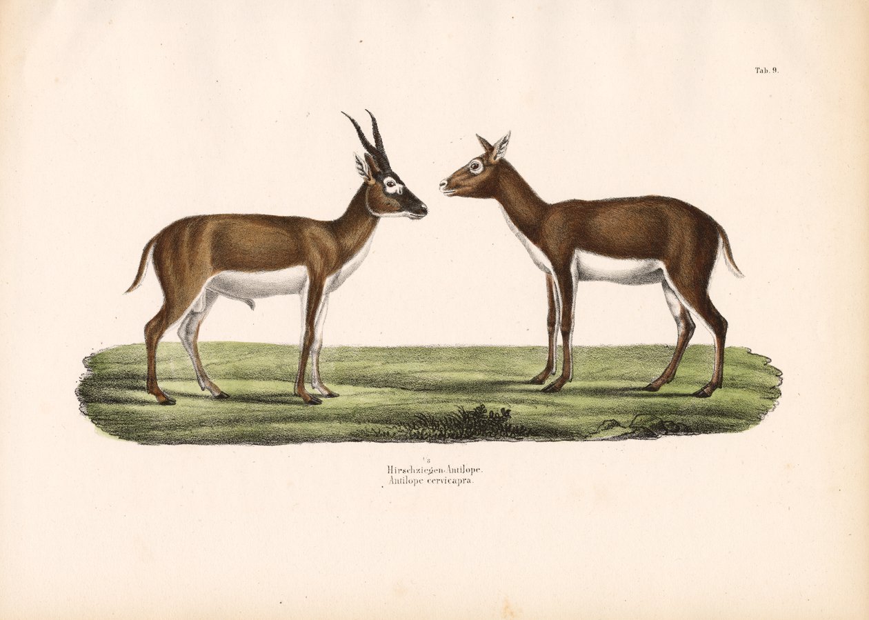 Indische Antilopen von Conrad Kull