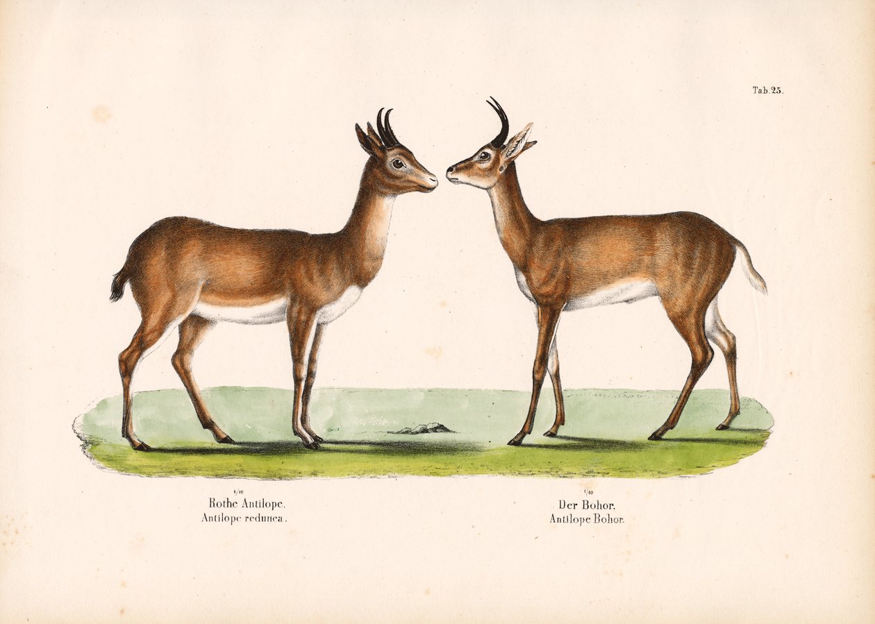 Bohor-Riedbock und Gewöhnlicher Riedbock von Conrad Kull