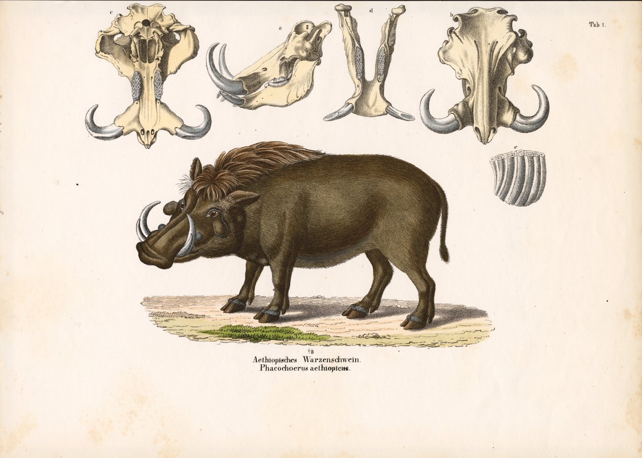 Äthiopisches Warzenschwein mit Schädelanatomie von Conrad Kull