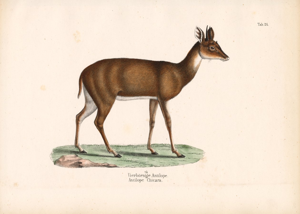 Vierhornantilope von Conrad Kull