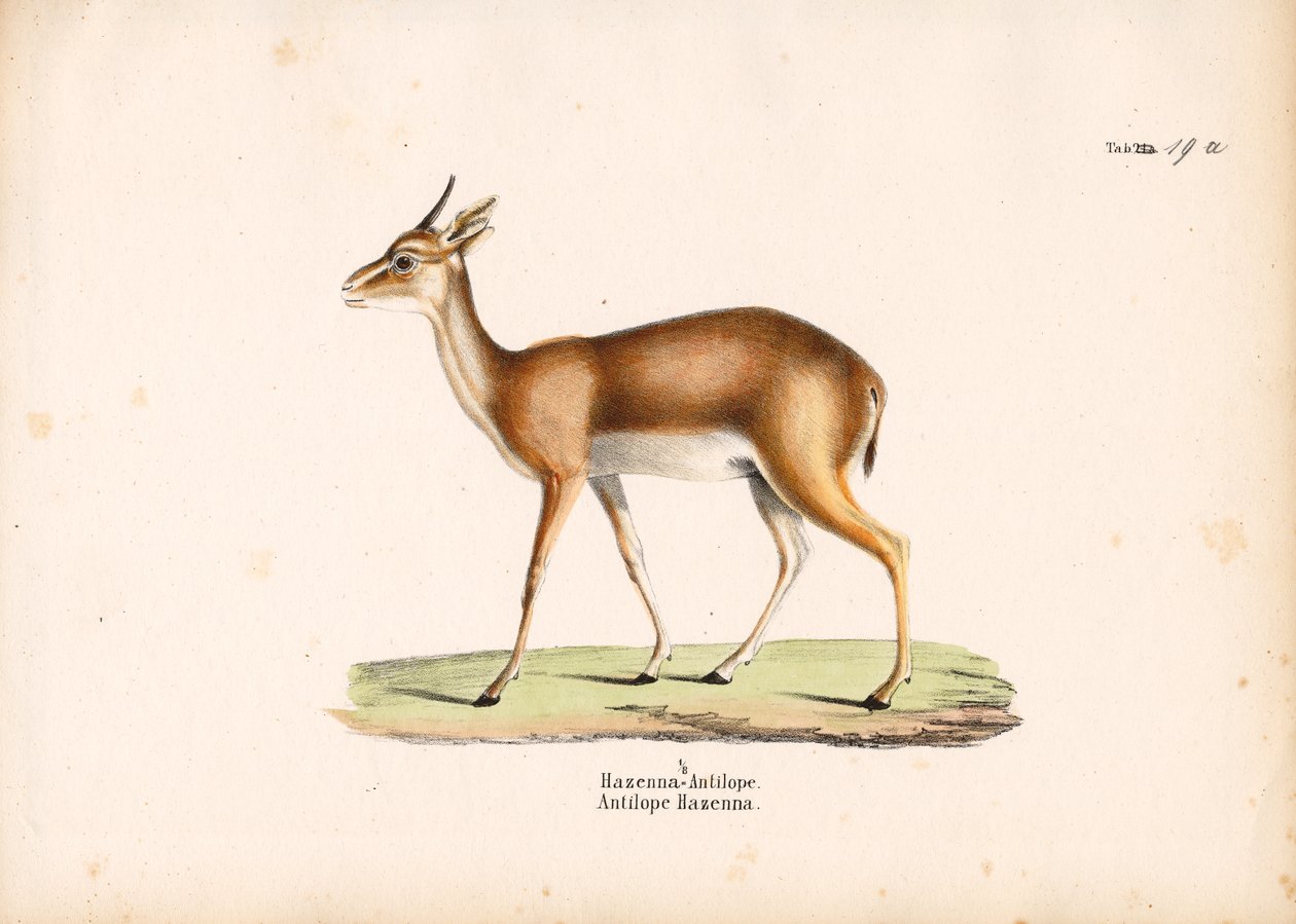 Hazenna-Antilope im Profil von Conrad Kull