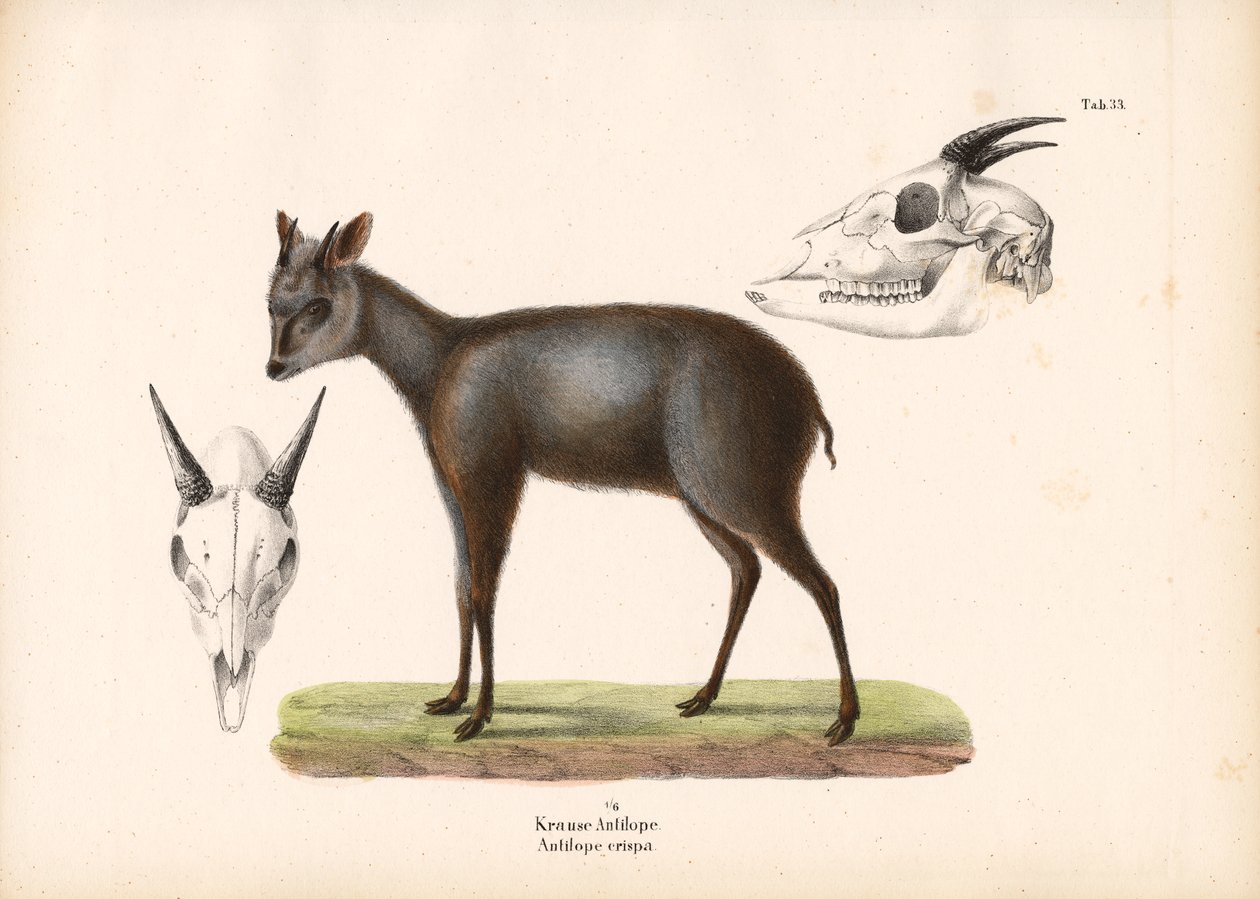 Impala mit Schädelrepräsentationen von Conrad Kull