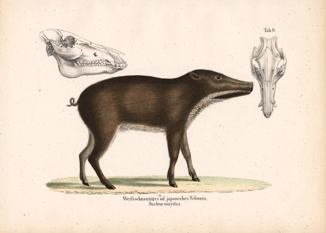 Japanisches Wildschwein mit Schädelansichten von Conrad Kull