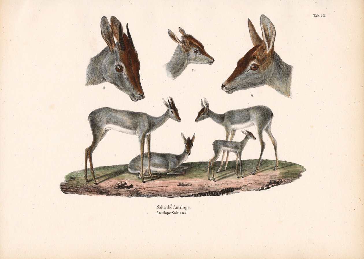 Klipspringer mit Porträtstudien von Conrad Kull