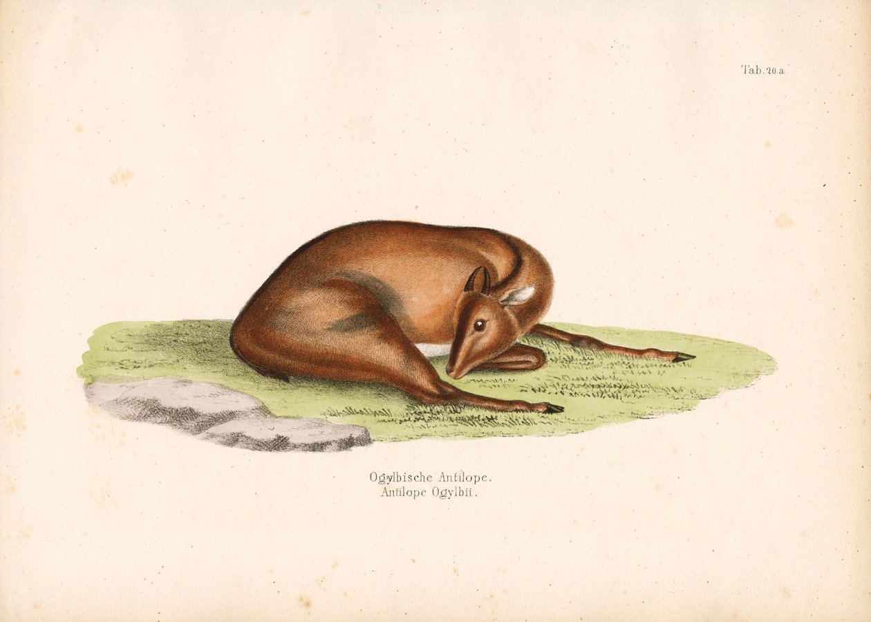 Ogilbys Duiker in Ruheposition von Conrad Kull