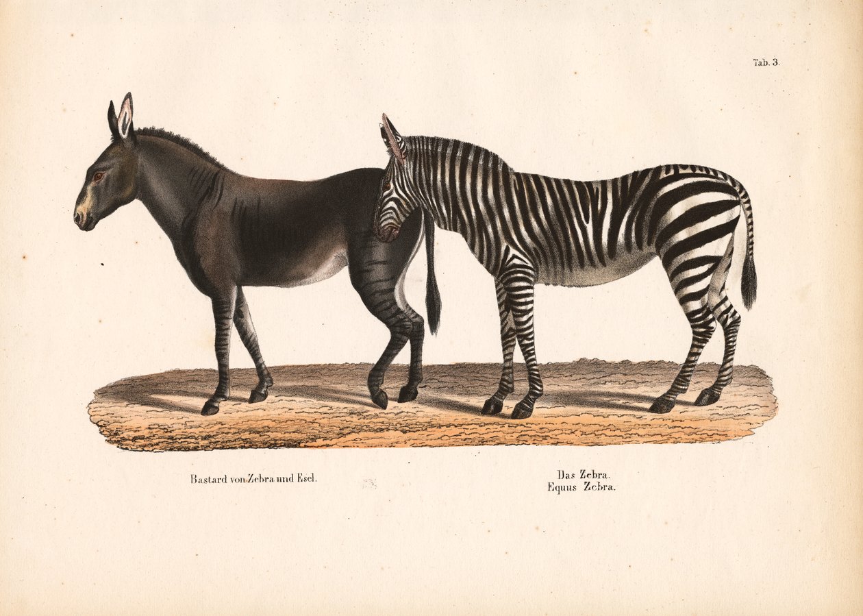 Steppenzebra und Zebra-Esel-Hybrid von Conrad Kull