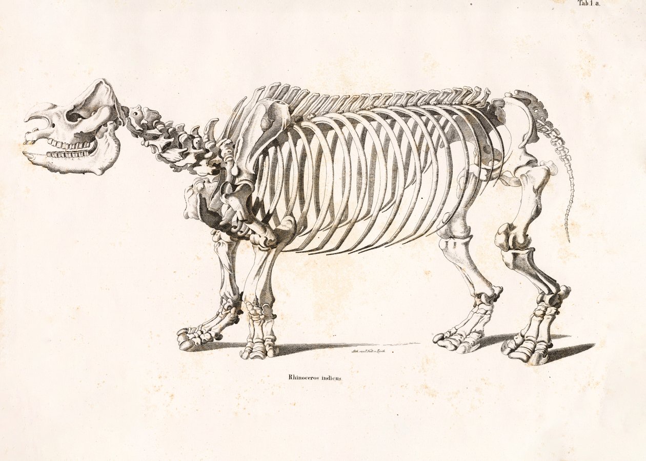 Skelett des Indischen Nashorns von Conrad Kull