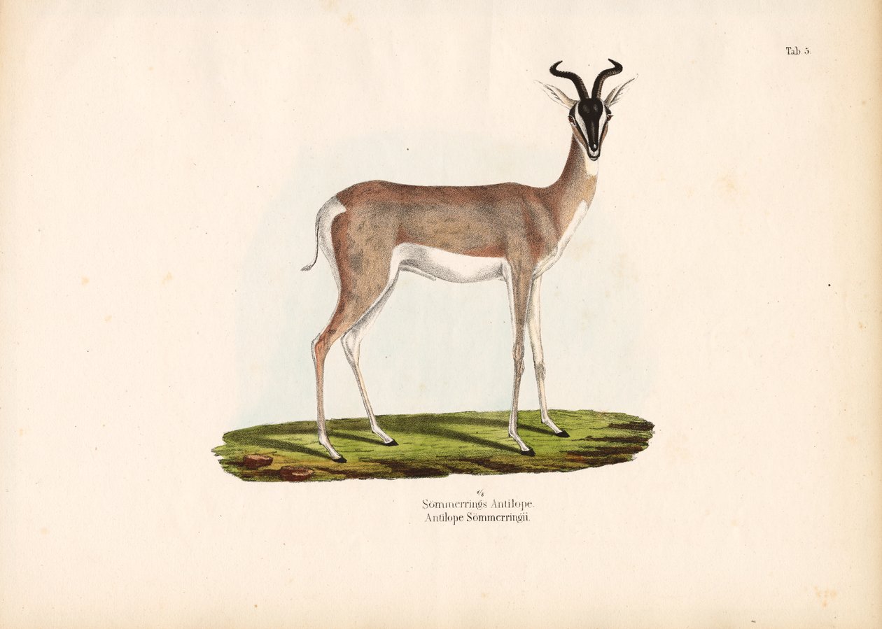 Soemmerring-Gazelle von Conrad Kull