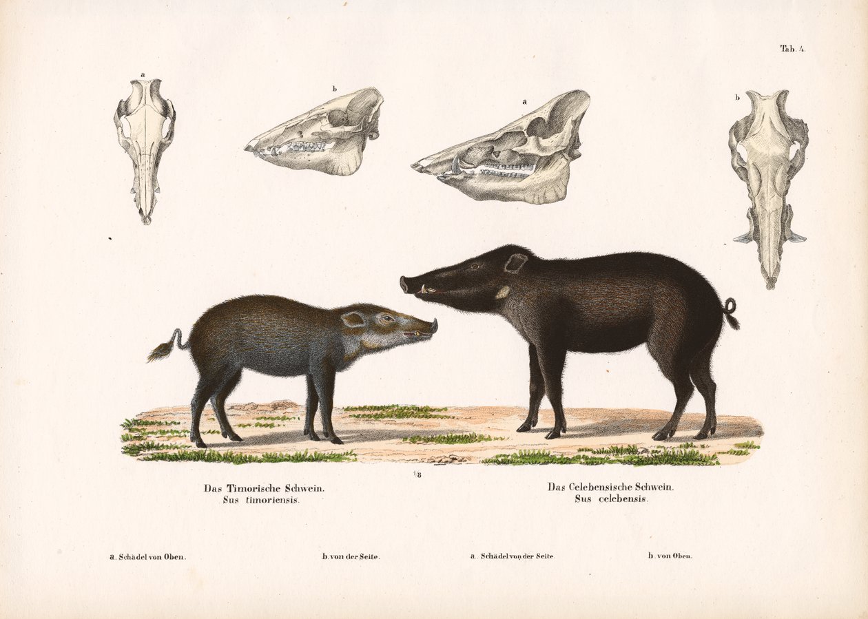 Timor-Schwein und Celebes-Schwein mit Schädelansichten von Conrad Kull