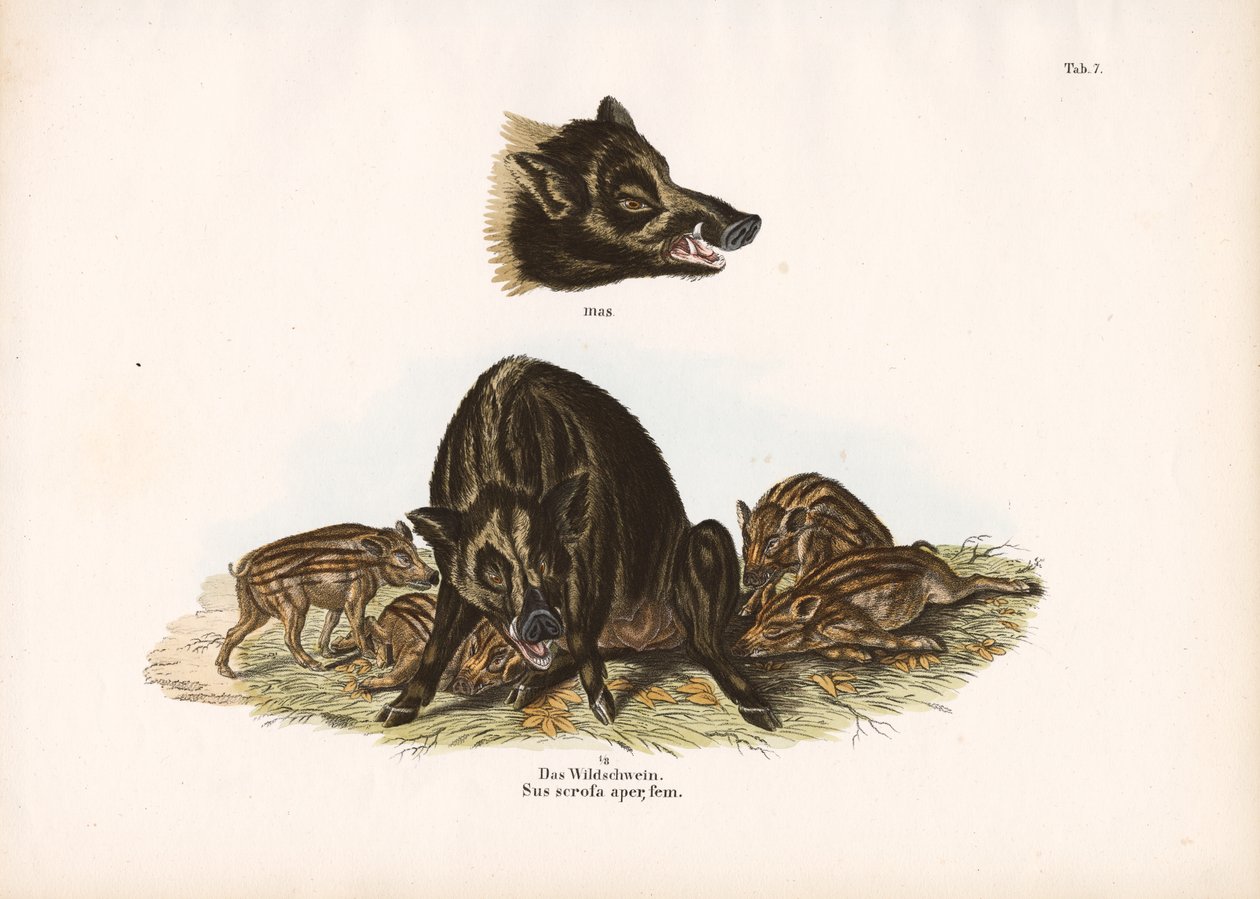 Wildschwein mit Frischlingen von Conrad Kull