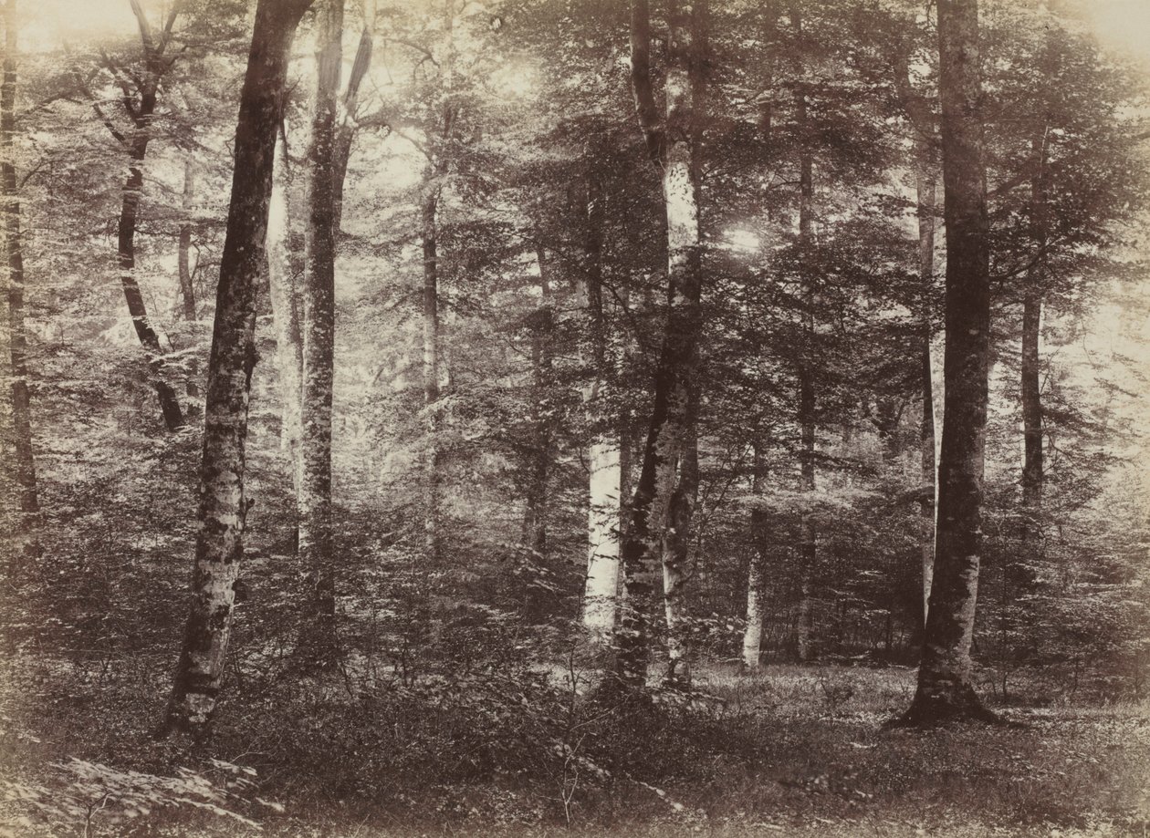 Ohne Titel Der Wald von Fontainbleau, ca. 1874 von Constant Alexandre Famin
