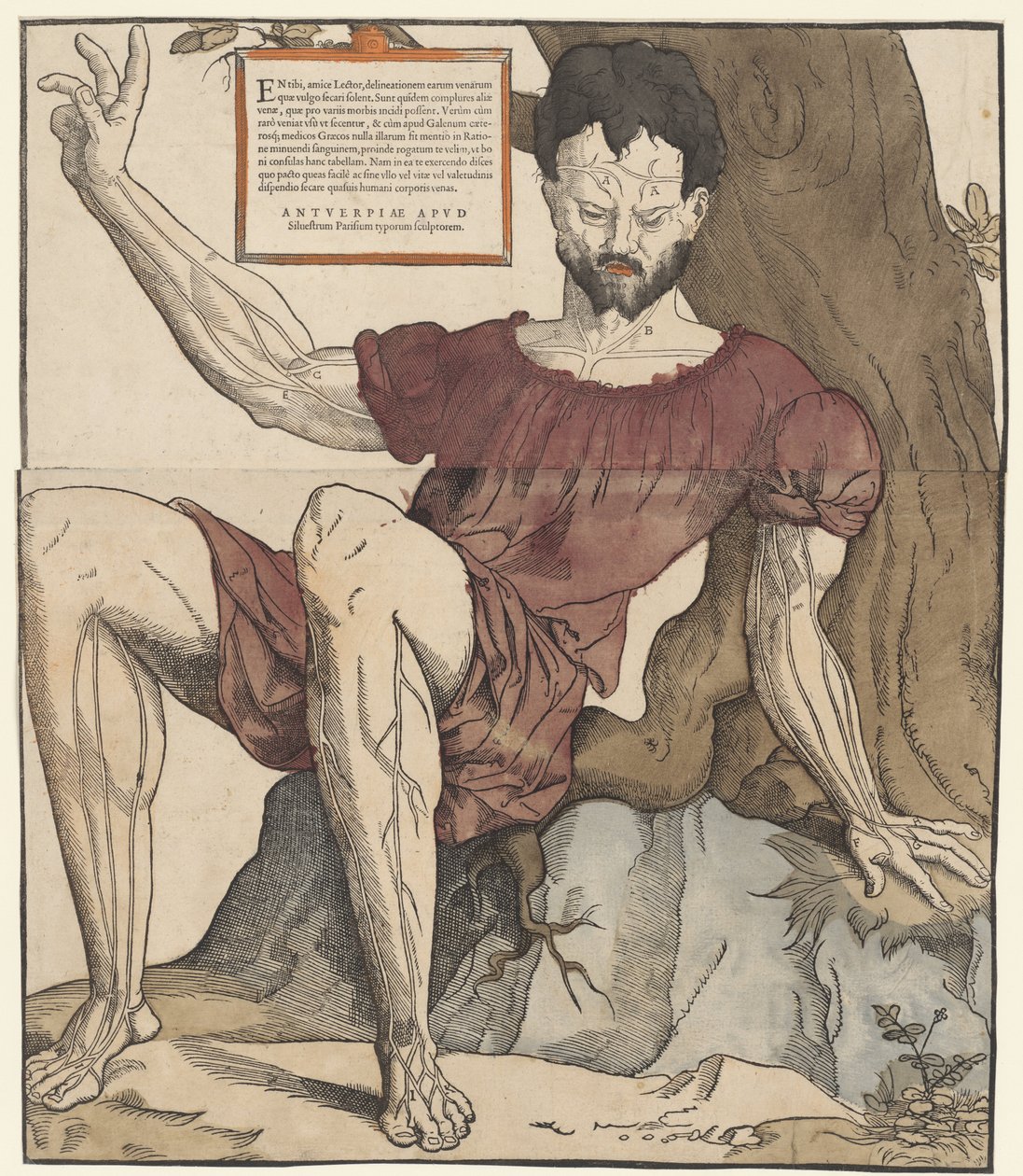 Die Adern des menschlichen Körpers von Cornelis Anthonisz.