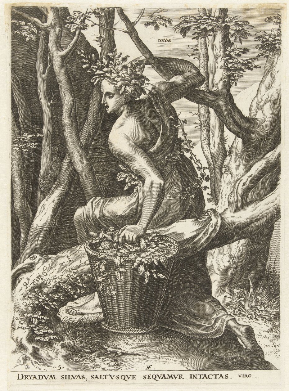 Dryas von Cornelis Cort