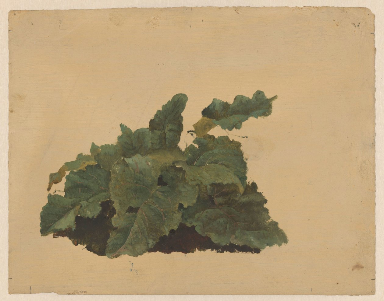 Blätter einer Rhabarberartigen Pflanze von Cornelis Johannes de Vogel