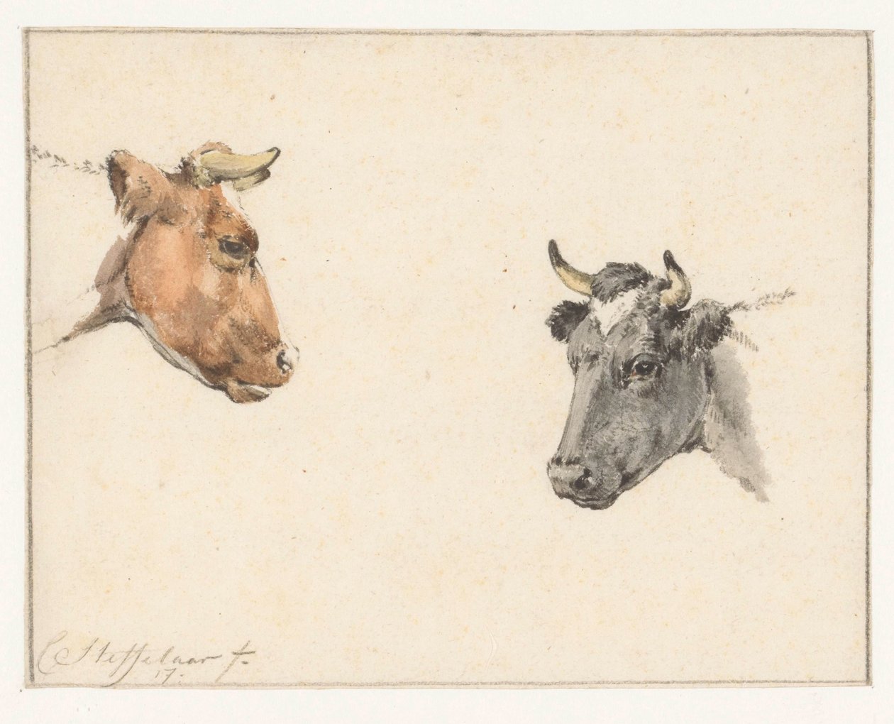 Studienblatt mit zwei Kuhköpfen von Cornelis Steffelaar