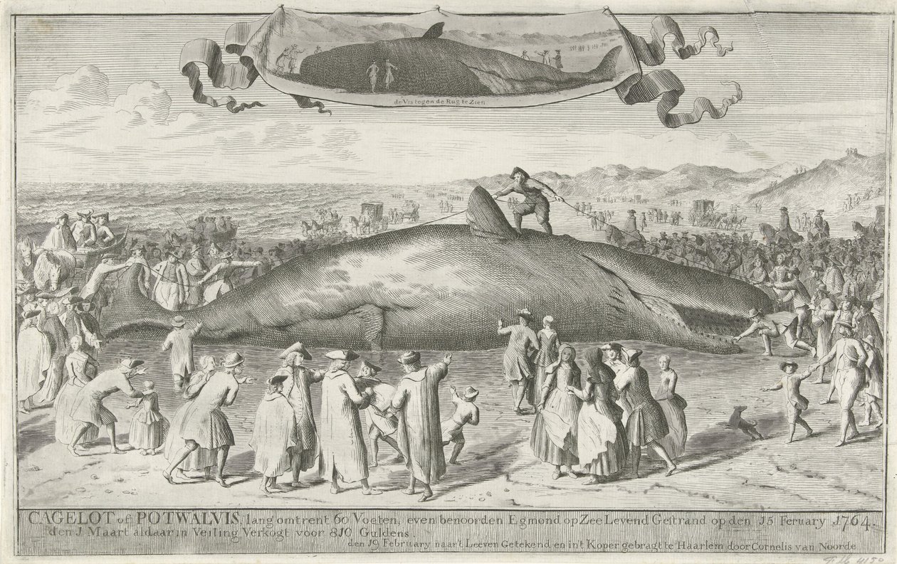Pottwal gestrandet bei Egmond aan Zee, 1764 von Cornelis van Noorde