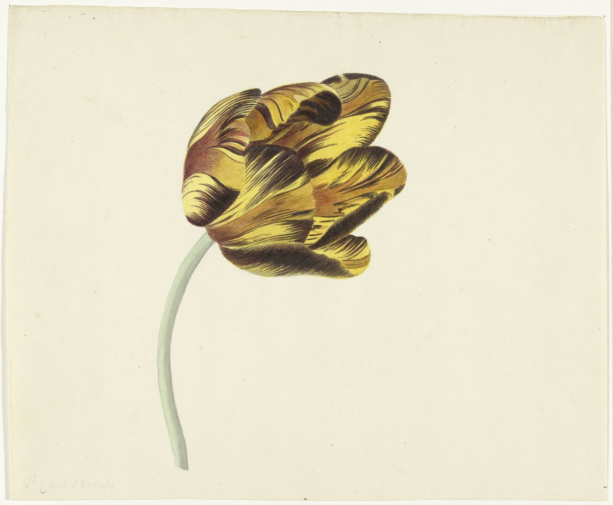 Tulpe namens Bizard Phoenix von Cornelis van Noorde