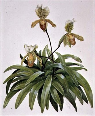 Frauenschuh-Orchidee aus Nepal (Paphiopedilum insigne) von Cornelius B. Durham