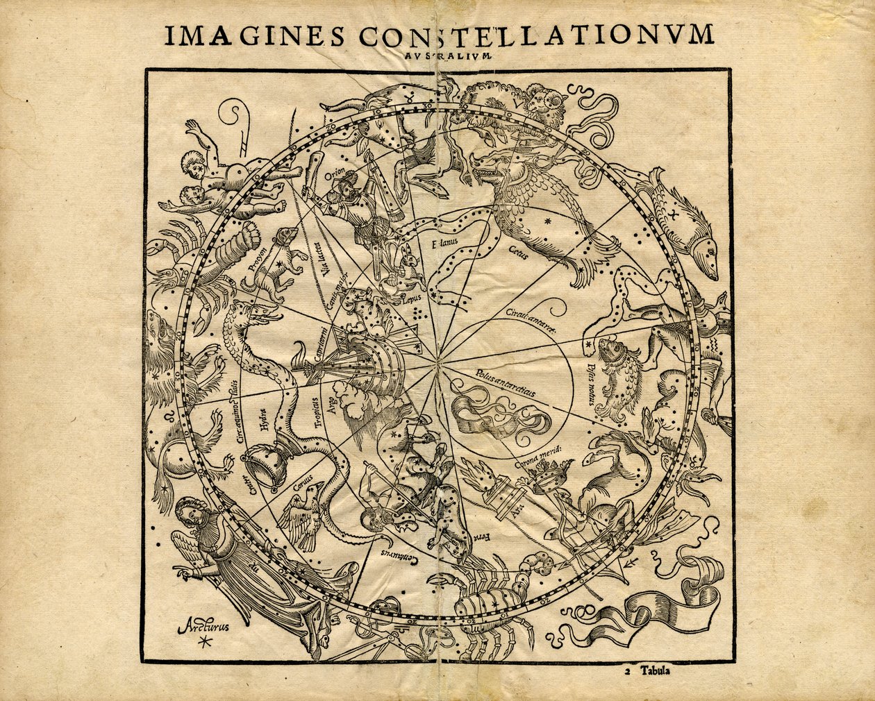 Imagines Constellationum Australium (Südlicher Himmelsglobus) von Coronensis & Petri Heinrich Honter
