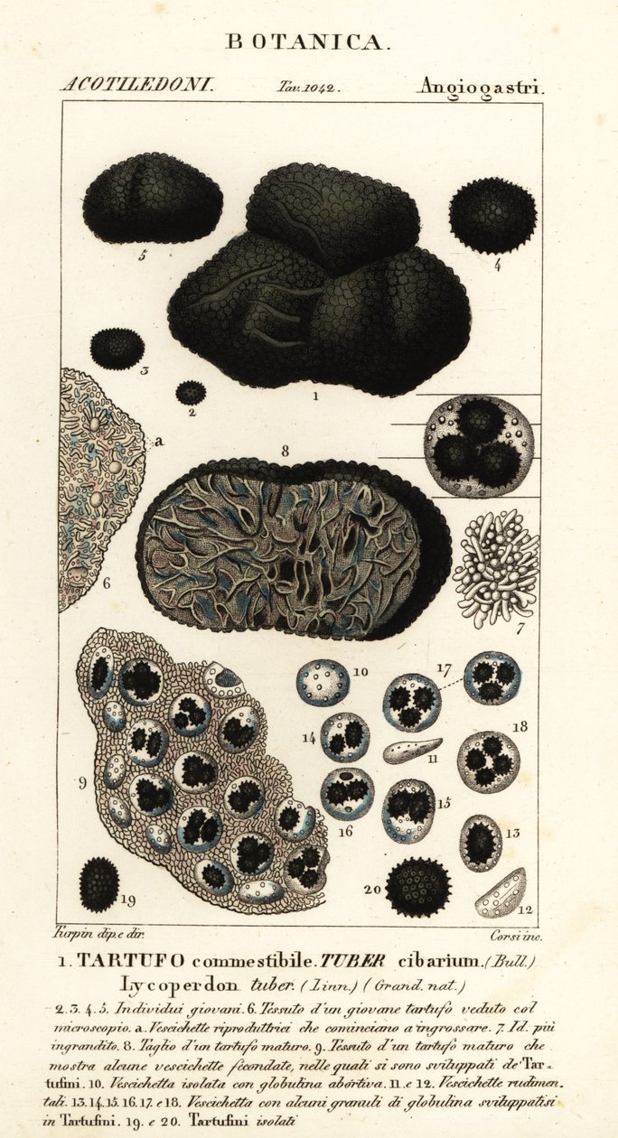 Schwarzer Trüffel, Tuber melanosporum von Corsi Corsi