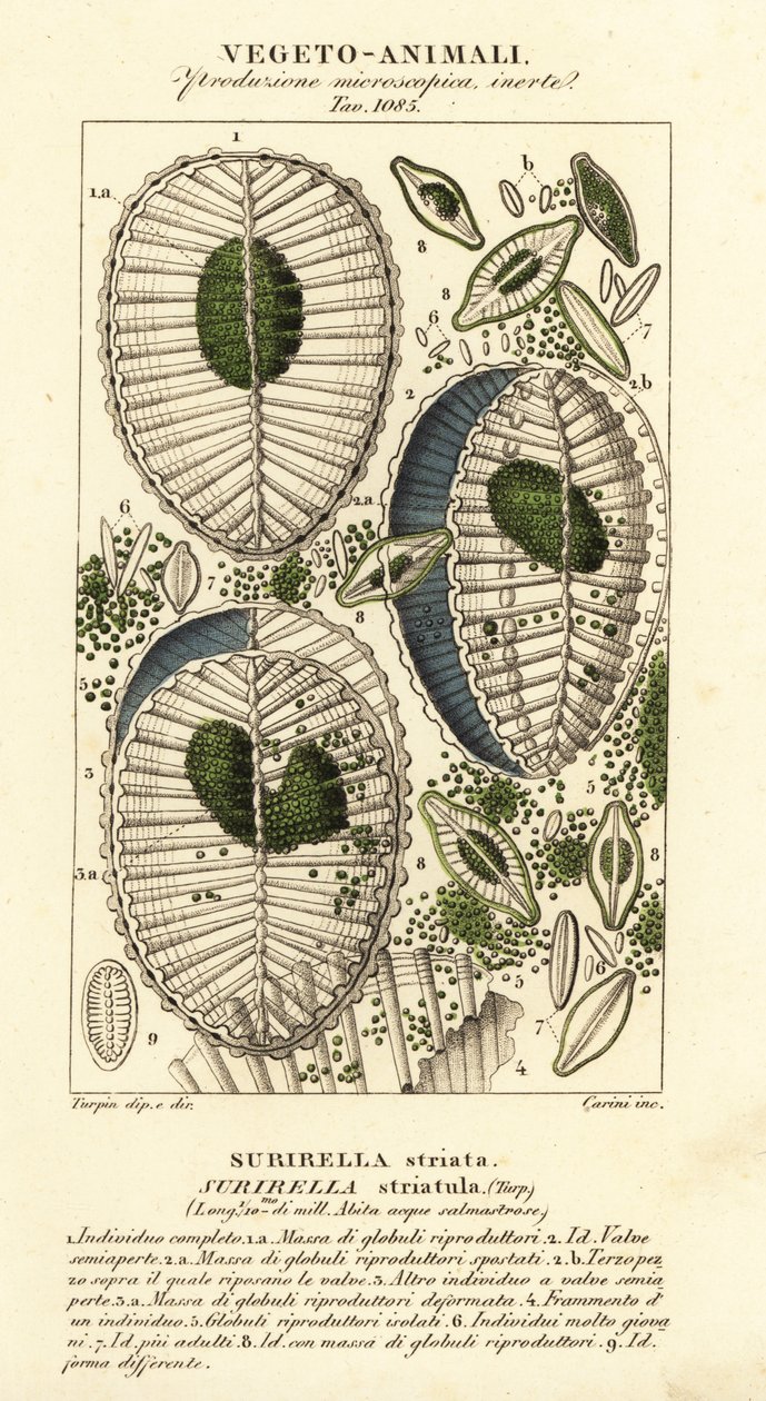 Plankton, Surirella striatula, Surirella striata von Corsi Corsi