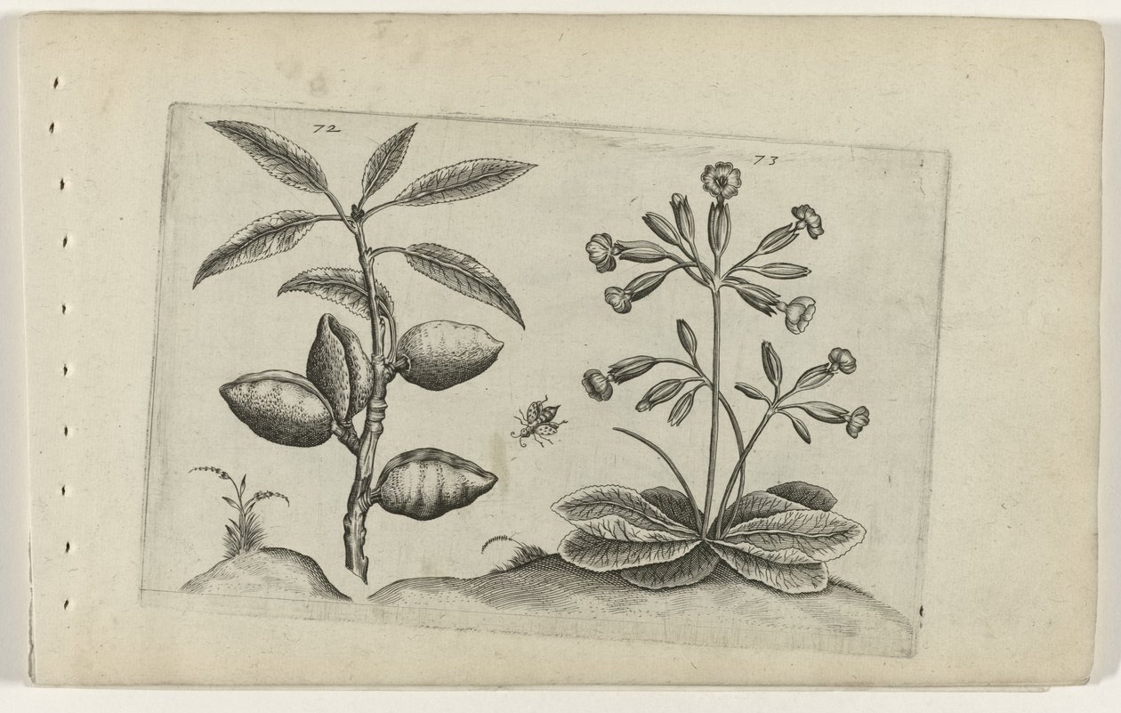 Mandelbaum und Schlüsselblume von Crispijn van de Passe (I) (attributed to)