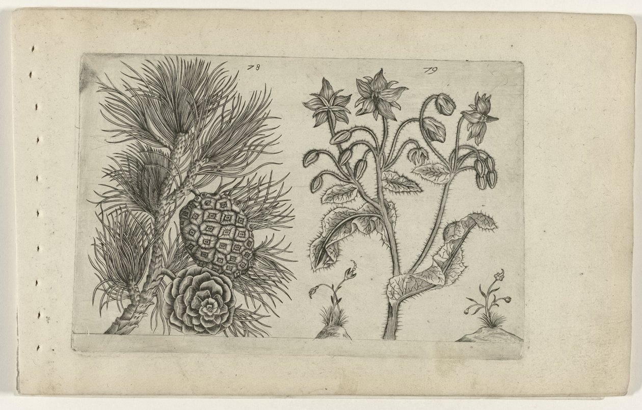 Grove den und Borretsch von Crispijn van de Passe (I) (attributed to)