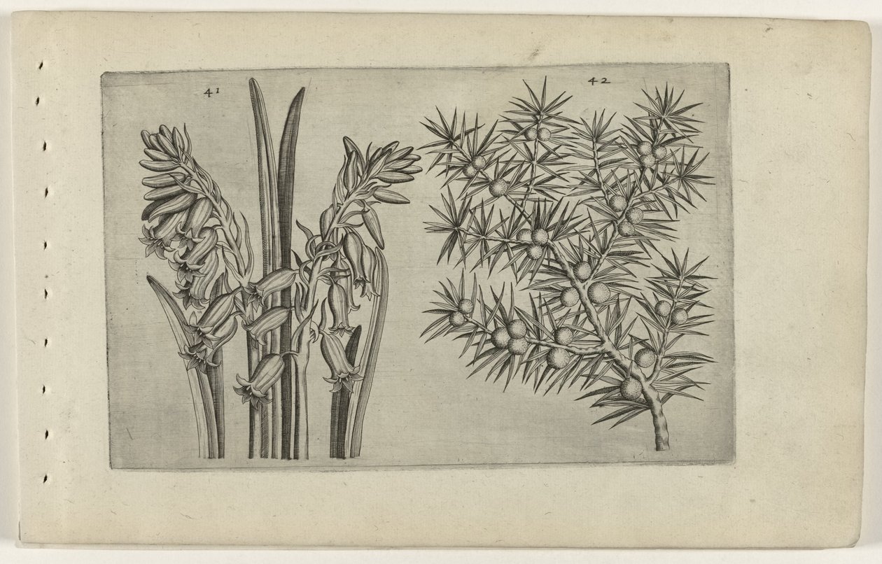 Hyazinthe und Wacholder von Crispijn van de Passe (I) (attributed to)