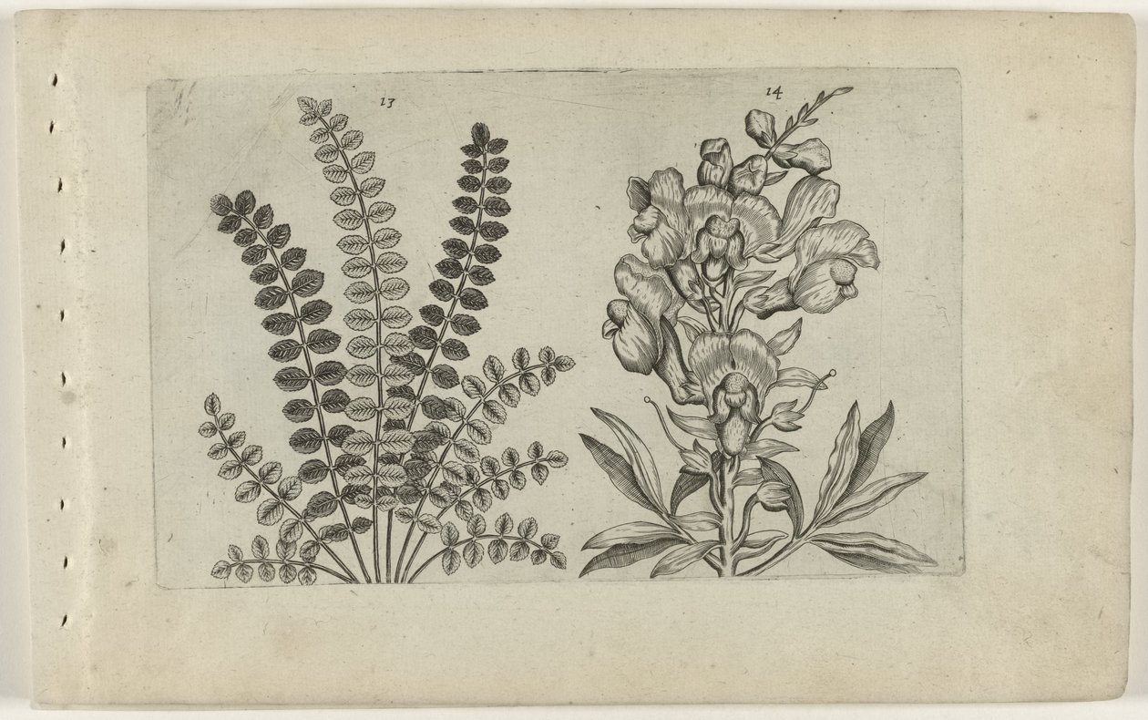 Kleine Pimpernel und große Löwenmaul von Crispijn van de Passe (I) (attributed to)