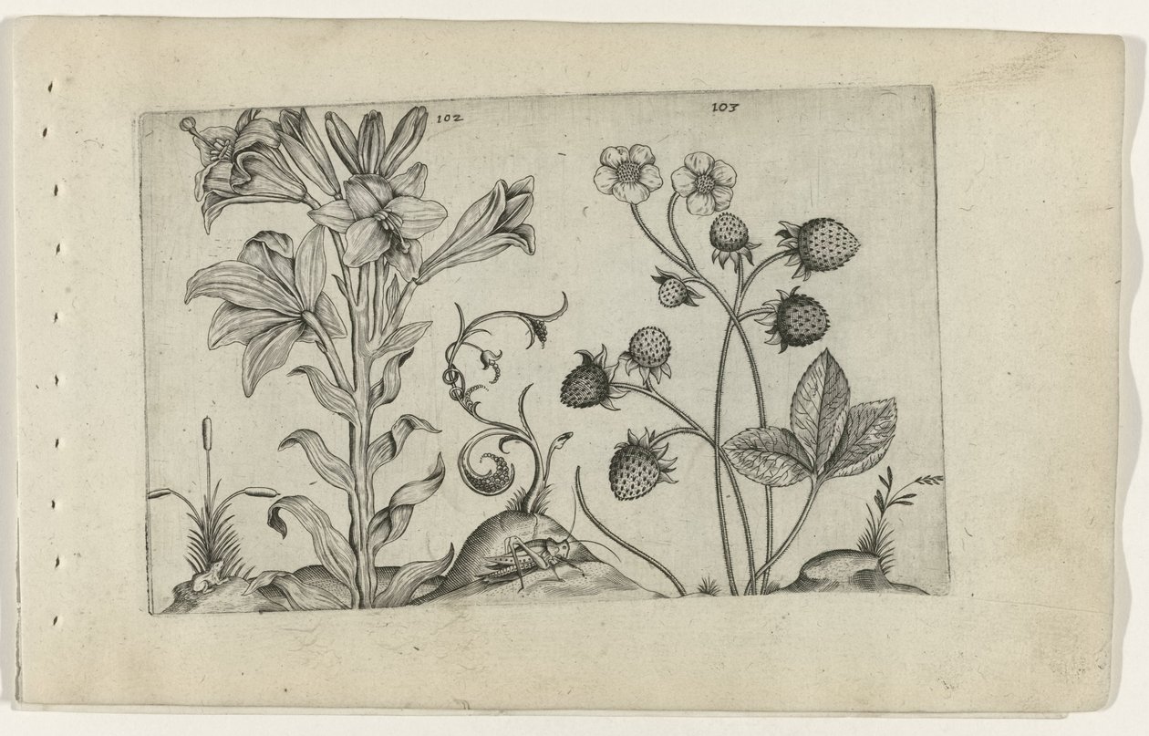 Madonnalilie und Erdbeere Cognoscite lilia (Serientitel) von Crispijn van de Passe (I) (attributed to)