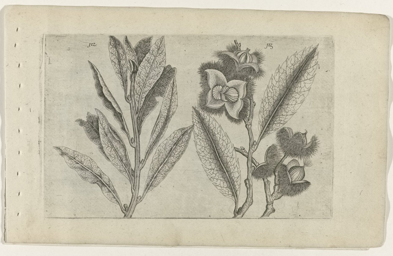 Salbei und Esskastanie von Crispijn van de Passe (I) (attributed to)
