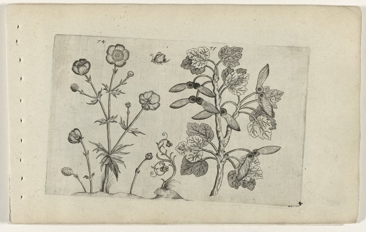 Scharfer Hahnenfuß und Feldahorn Cognoscite lilia (Serientitel) von Crispijn van de Passe (I) (attributed to)