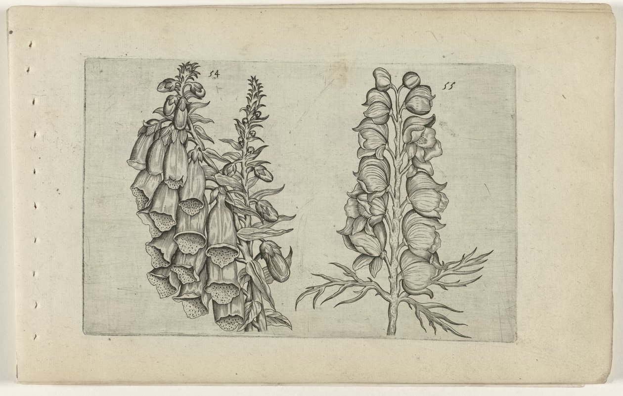 Fingerhut und blauer Eisenhut von Crispijn van de Passe (I) (attributed to)