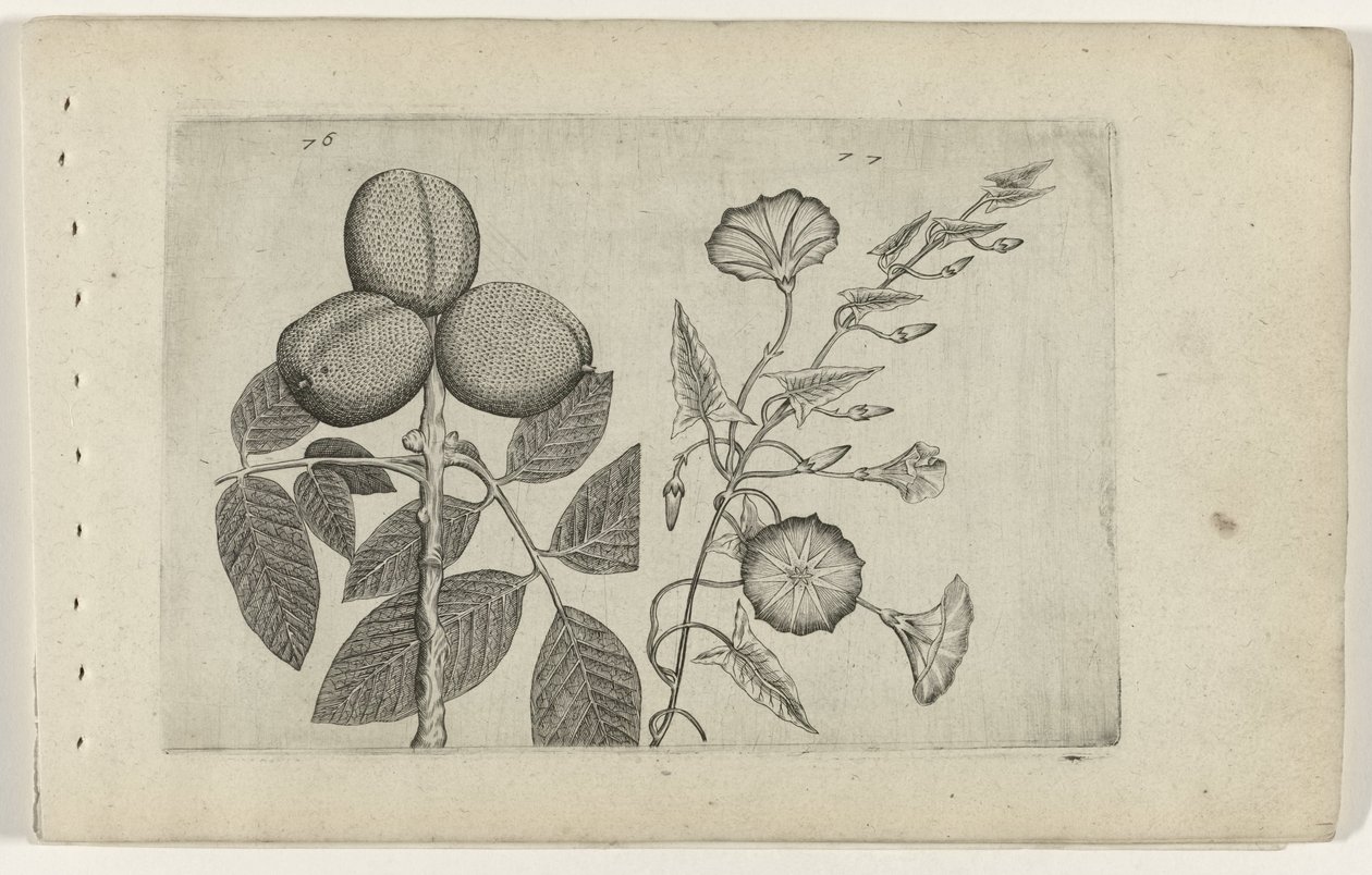 Walnussbaum und Ackerwinde Cognoscite lilia (Serientitel) von Crispijn van de Passe (I) (attributed to)
