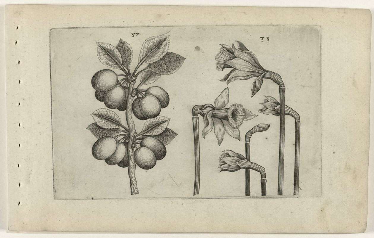Sauerkirsche und wilde Narzisse, Cognoscite lilia (Serientitel) von Crispijn van de Passe (I) (attributed to)