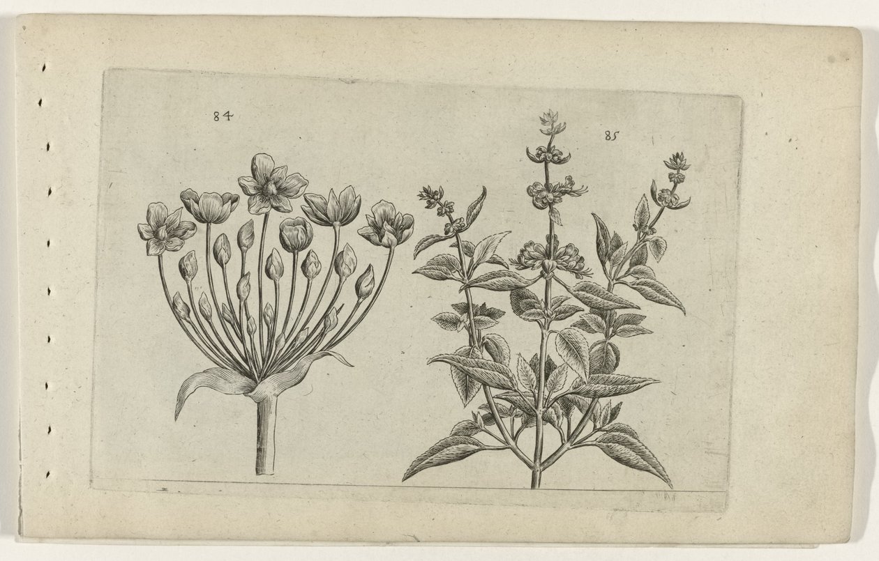 Schwanenblume und kleinblütiger Salbei Cognoscite lilia (Serientitel) von Crispijn van de Passe (I) (attributed to)