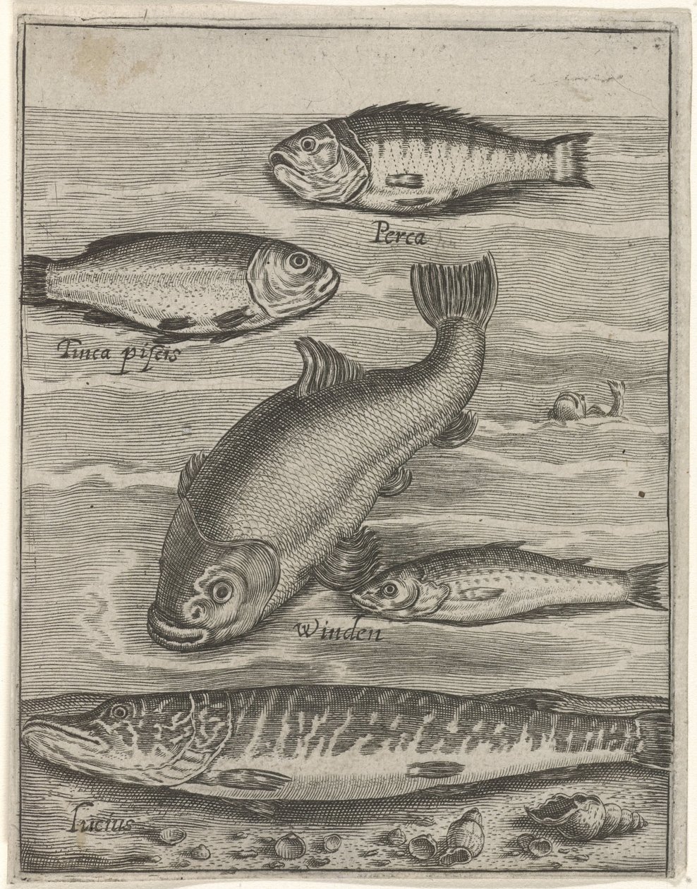 Studienblatt mit fünf Fischen von Crispijn van de Passe (I)