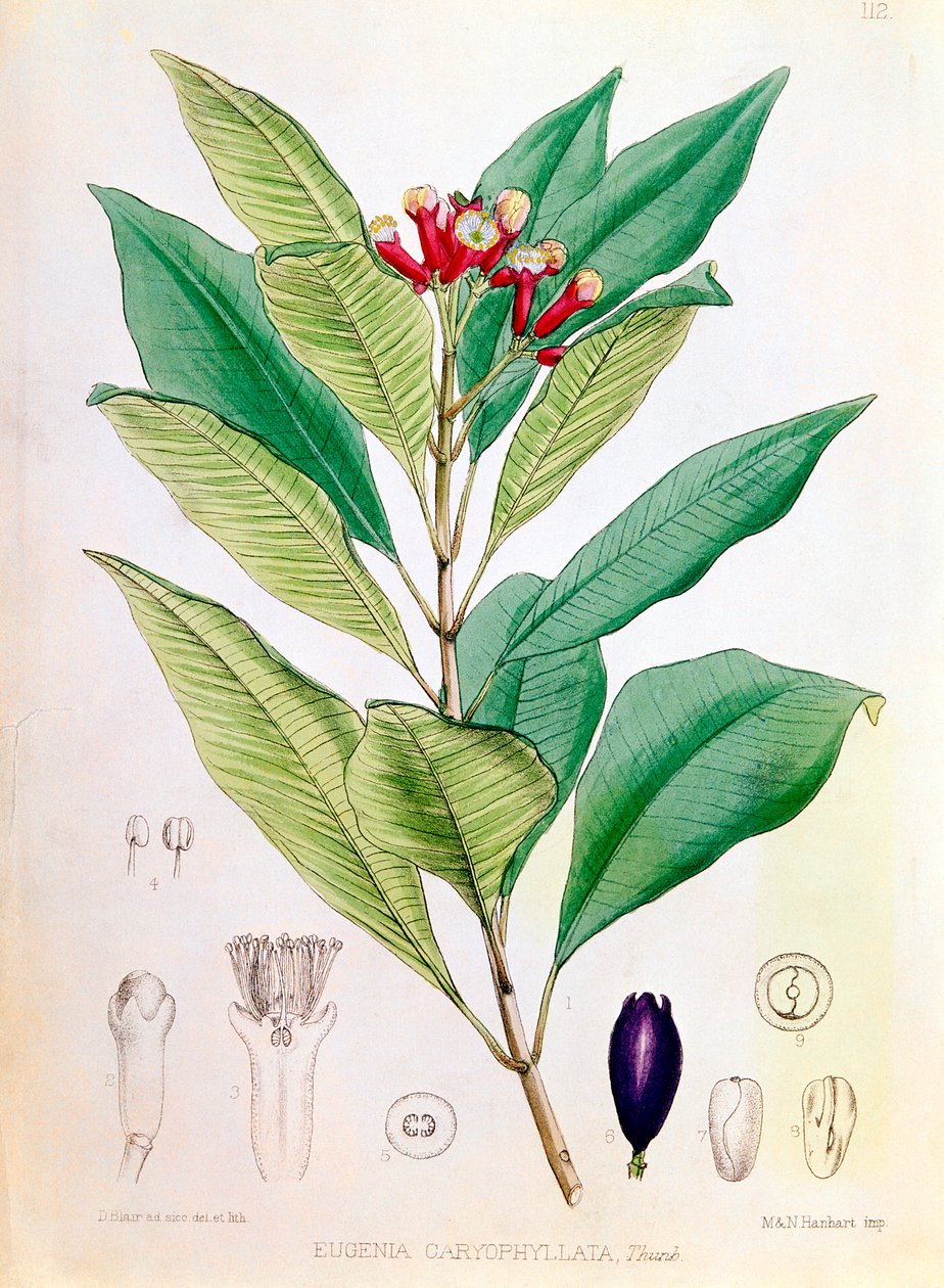 Gewürznelke, Blütenknospe von Syzygium aromaticum Eugenia carophyllata von D Blair