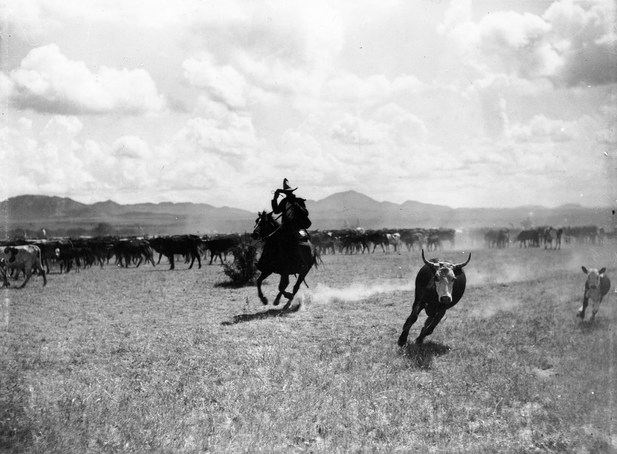 Raguero schneidet eine Kuh aus der Herde von Dane Coolidge