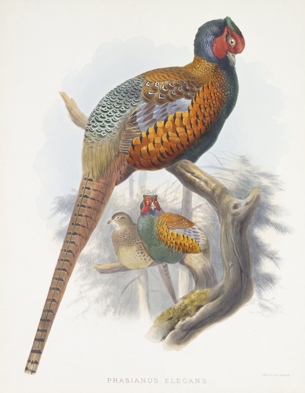 Phasianus Elegans (Eleganter Fasan), 1870-1872 von Daniel Giraud Elliot
