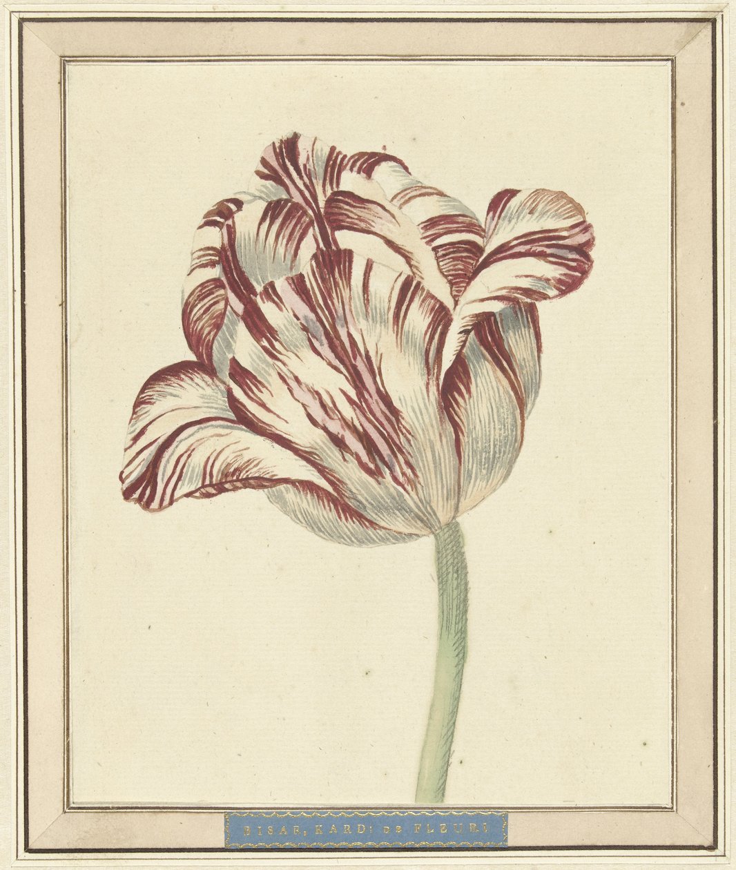 Tulpe, mit dem Namen Bisar, Kardinal de Fleuri von Daniël Marot (II)